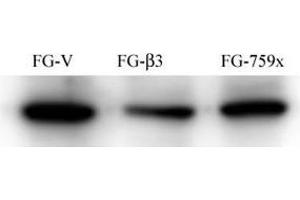 FG Pancreatic Carcinoma Cell Lines stably expressing vector along (FG-V) the b3 integrin subunit (FG-b3) or a b3 truncation mutant (FG-759x). (Src antibody)