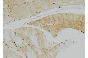 ABIN6272954 at 1/100 staining Mouse muscle tissue by IHC-P.