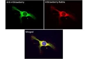 Immunofluorescence (IF) image for anti-mStrawberry Fluorescent Protein antibody (ABIN7273082) (mStrawberry Fluorescent Protein antibody)