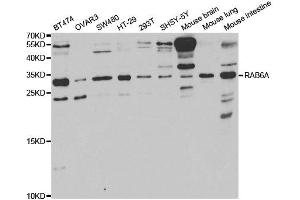 Western Blotting (WB) image for anti-RAB6A, Member RAS Oncogene Family (RAB6A) antibody (ABIN1876814) (RAB6A antibody)
