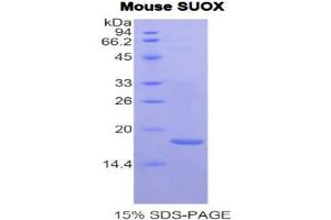 SDS-PAGE (SDS) image for Sulfite Oxidase (SUOX) (AA 396-537) protein (His tag) (ABIN1981198)