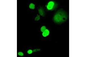 Anti-C16orf72 mouse monoclonal antibody (ABIN2452857) immunofluorescent staining of COS7 cells transiently transfected by pCMV6-ENTRY C16orf72 (RC214935). (C16orf72 antibody)