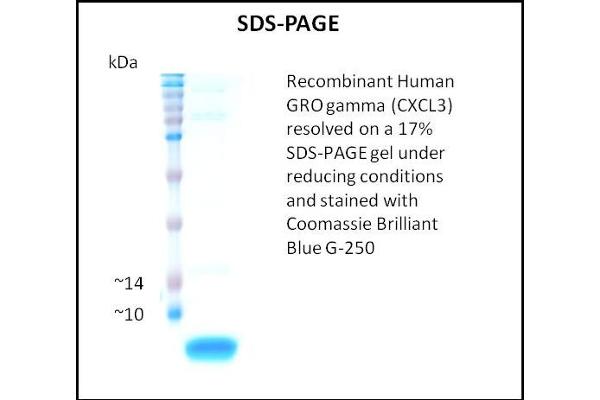 GRO gamma Protein