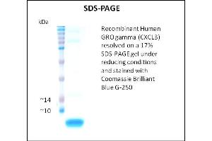 SDS-PAGE (SDS) image for Growth Regulated Oncogene gamma (GRO gamma) (Active) protein (ABIN5509465)