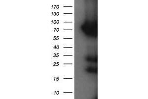 Image no. 1 for anti-Host Cell Factor C2 (HCFC2) antibody (ABIN1498603)