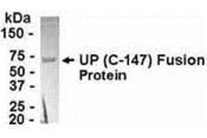 Western Blotting (WB) image for anti-Uridine Phosphorylase 1 (UPP1) (AA 164-310) antibody (ABIN2468051) (UPP1 antibody  (AA 164-310))