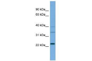 WB Suggested Anti-RALA Antibody Titration: 0. (rala antibody  (Middle Region))