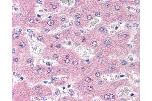 Anti-CD98 antibody IHC of human liver. (SLC3A2 antibody)