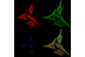ABIN6265290 and ABIN6273077 staining Hela cells by IF/ICC. (SRP9 antibody  (Internal Region))
