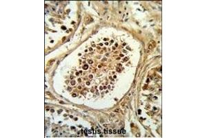 Formalin-fixed and paraffin-embedded human testis tissue reacted with EGLN2 Antibody (Center), which was peroxidase-conjugated to the secondary antibody, followed by DAB staining. (PHD1 antibody  (AA 194-221))