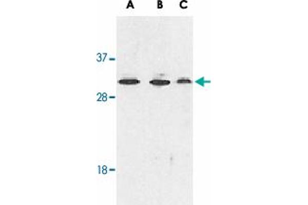 RYBP anticorps  (AA 215-228)