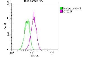 Overlay histogram showing Hela cells stained with ABIN7127351 (red line) at 1:50. (Recombinant ATM antibody)