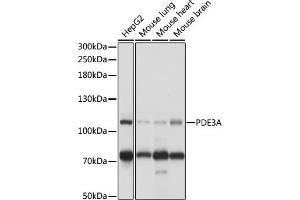 Western blot analysis of extracts of various cell lines, using PDE3A antibody (ABIN7269301) at 1:1000 dilution. (PDE3A antibody  (AA 380-660))