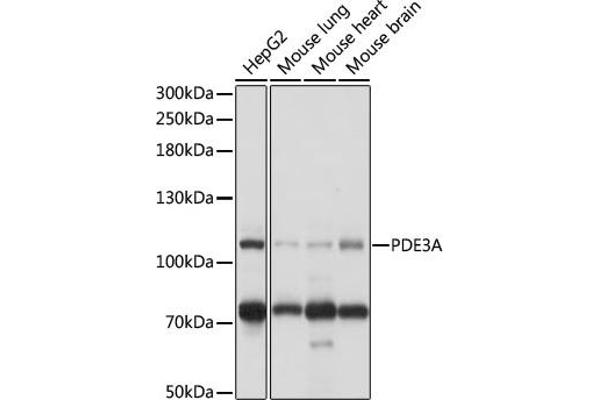 PDE3A 抗体  (AA 380-660)