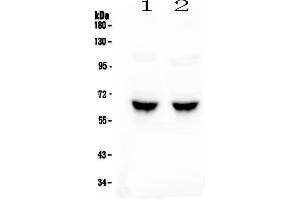 Western blot analysis of GAD65 using anti-GAD65 antibody . (GAD65 antibody  (AA 84-182))