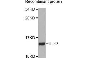 Western blot analysis of extracts of recombinant protein using IL13 antibody. (IL-13 antibody  (AA 25-146))