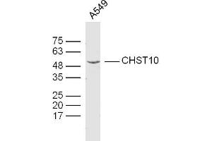 A549 lysates probed with CHST10 Polyclonal Antibody, Unconjugated  at 1:300 dilution and 4˚C overnight incubation. (CHST10 antibody  (AA 281-356))