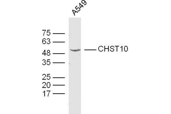 CHST10 抗体  (AA 281-356)