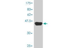 Western Blot detection against Immunogen (40. (FAK antibody  (AA 355-490))