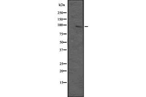 Western blot analysis of MAP3K12 expression in HEK293 cells ,The lane on the left is treated with the antigen-specific peptide. (MAP3K12 antibody  (N-Term))