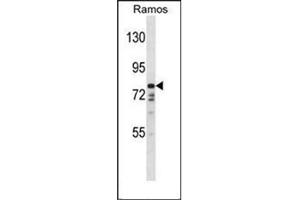 Western blot analysis of DISC1 Antibody (C-term) in Ramos cell line lysates (35ug/lane). (DISC1 antibody  (C-Term))