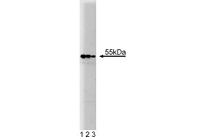 Western Blotting (WB) image for anti-Prolyl 4-Hydroxylase, beta Polypeptide (P4HB) (AA 109-214) antibody (ABIN968268) (P4HB antibody  (AA 109-214))