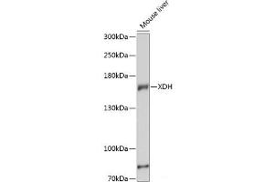 Western blot analysis of extracts of Mouse liver using XDH Polyclonal Antibody at dilution of 1:3000. (XDH antibody)