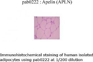 Image no. 1 for anti-Apelin (APLN) (C-Term) antibody (ABIN347115) (Apelin antibody  (C-Term))