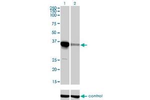 Western Blotting (WB) image for anti-ELAV (Embryonic Lethal, Abnormal Vision, Drosophila)-Like 4 (Hu Antigen D) (ELAVL4) (AA 312-380) antibody (ABIN560727)