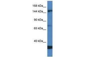 Image no. 1 for anti-Eukaryotic Translation Initiation Factor 5B (EIF5B) (AA 557-606) antibody (ABIN6747454) (EIF5B antibody  (AA 557-606))