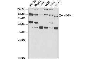 Western blot analysis of extracts of various cell lines, using HEXIM1 antibody (ABIN6129783, ABIN6141736, ABIN6141737 and ABIN6221456) at 1:1000 dilution. (HEXIM1 antibody  (AA 210-359))
