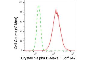 Flow cytometric analysis of Crystallin alpha B expression in H9c2 cells using crystallin alpha B antibody (ABIN7798169), 1:2,000).
