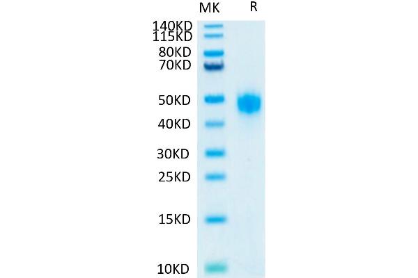 KIR2DL3 Protein (AA 22-245) (His-Avi Tag)