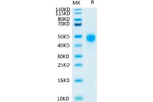 Human KIR2DL3 on Tris-Bis PAGE under reduced conditions. (KIR2DL3 Protein (AA 22-245) (His-Avi Tag))
