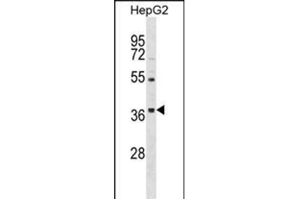 ORAI3 antibody  (N-Term)