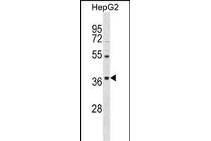 ORAI3 Antibody (N-term) (ABIN1538815 and ABIN2848826) western blot analysis in HepG2 cell line lysates (35 μg/lane). (ORAI3 antibody  (N-Term))
