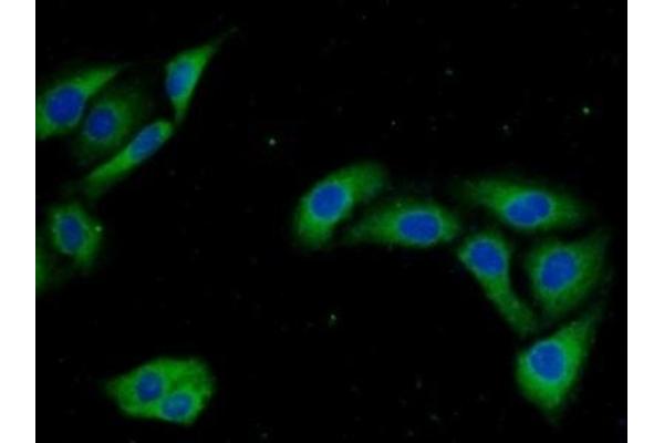 Urocortin 2 antibody  (AA 20-112)