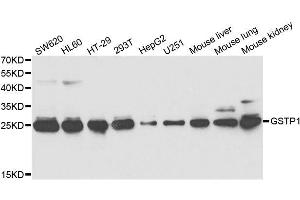 Western blot analysis of extracts of various cell lines, using GSTP1 antibody. (GSTP1 antibody  (AA 1-210))