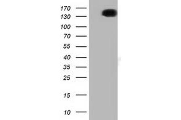 L1CAM antibody