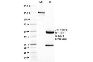 SDS-PAGE Analysis of Purified, BSA-Free DC-SIGN Antibody (clone C209/1781). (DC-SIGN/CD209 antibody)