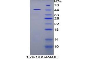 SDS-PAGE analysis of Pig FABP4 Protein. (FABP4 Protein)