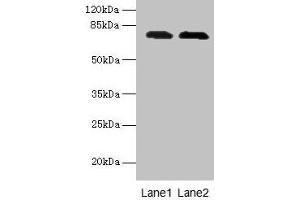 Western blot All lanes: GALNT7 antibody at 0.