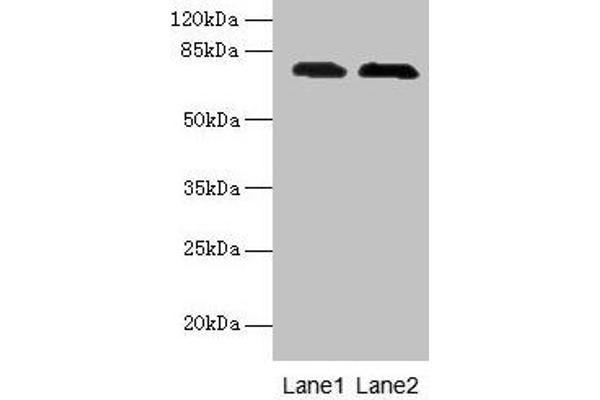 GALNT7 anticorps  (AA 201-500)