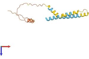 IFITM3 Protein (AA 1-133) (His tag)