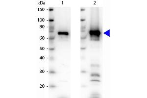 Western blot of Rabbit Anti-NRF1 antibody. (NRF1 antibody  (AA 1))