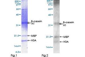 SGK3 Protein (AA 1-496) (GST tag)