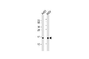 All lanes : Anti-H2BFS Antibody (Center) at 1:1000 dilution Lane 1: A431 whole cell lysate Lane 2: WiDr whole cell lysate Lysates/proteins at 20 μg per lane. (H2BFS antibody  (AA 58-84))