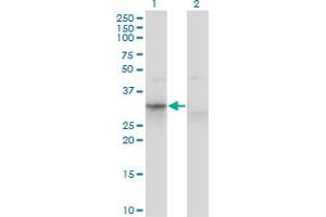 Western Blot analysis of APOF expression in transfected 293T cell line by APOF monoclonal antibody (M02), clone 1D5.