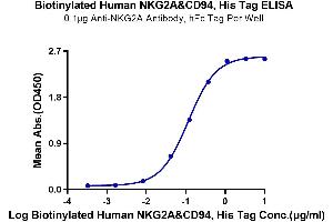 Immobilized Anti-NKG2A Antibody, hFc Tag at 1 μg/mL (100 μL/Well) on the plate. (NKG2A & CD94 (AA 100-233) protein (His-Avi Tag,Biotin))