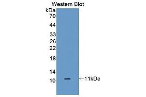 Western Blotting (WB) image for anti-S100 Calcium Binding Protein A6 (S100A6) (AA 1-90) antibody (ABIN1860484)